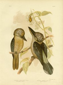 Martin pescatore dal petto fulvo, 1891